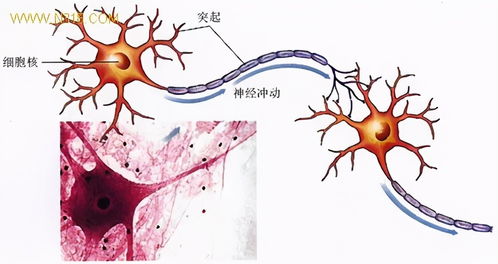 生物農(nóng)藥與化學(xué)農(nóng)藥 如何科學(xué)選擇，這里有深入分析